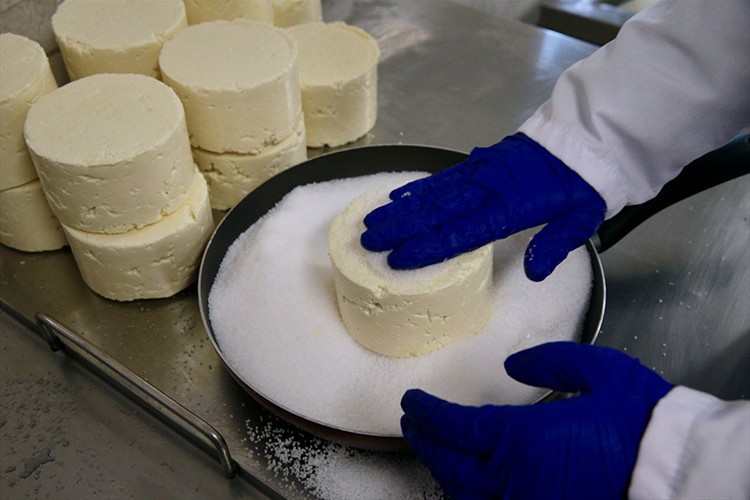 Mengen'in peyniri, kooperatif çalışmasıyla ününü yayacak