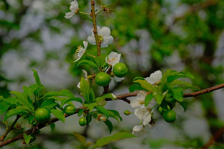 Mersin'de serada yetiştirilen eriklerin hasadına başlandı
