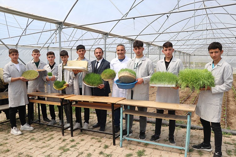 Yeşil yemle hayvancılıkta maliyeti düşürme hedefleniyor