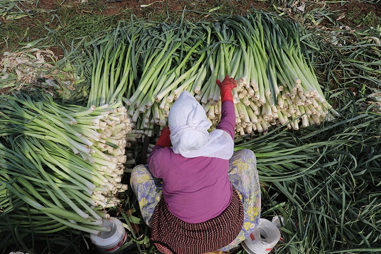 Pırasa üreticisi memnun