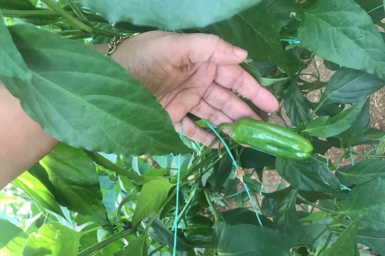 Antalya'da ıslah yöntemiyle 5 biber çeşidi çekirdeksiz üretildi