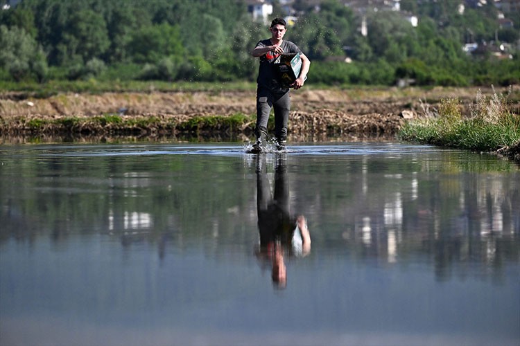 Konuralp pirincinin ekimi alanı arttı
