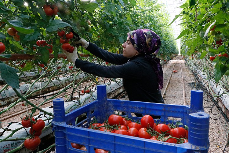 İhracat yüzde 186 arttı