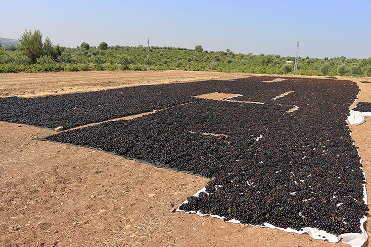 "Kilis horoz karası" üzümünde zorlu kurutma mesaisi başladı