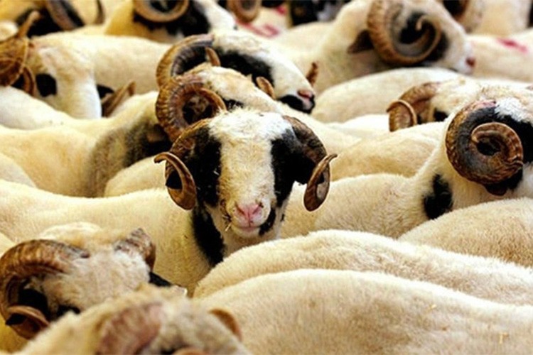 Küçükbaş hayvan sektöründe hayat sigortası kullanım oranı arttı