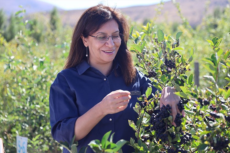 "Süper meyve" aronya Bayburt topraklarına uyum sağladı