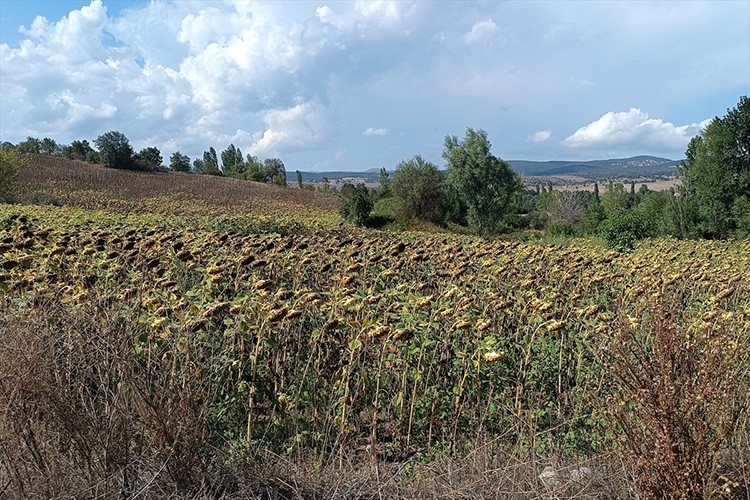 21 bin ton ayçiçeği rekoltesi bekleniyor