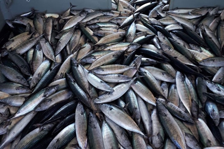 Palamut balıkçıyı üzdü