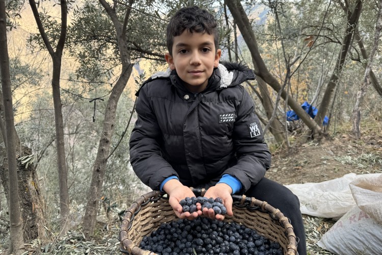 4 kuşaktır zeytin yetiştiriyor