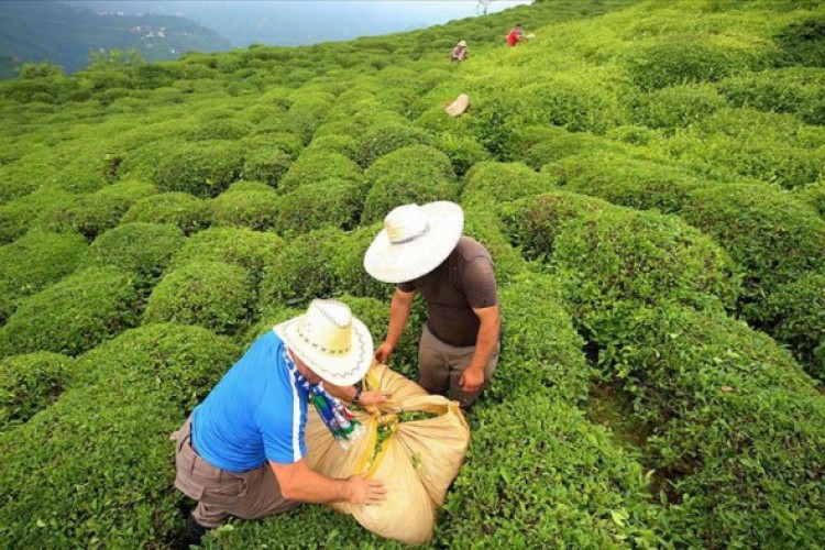 Türk çayı ihracatı 11 ayda 23,6 milyon doları aştı