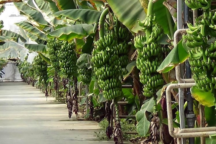 Muz üreticileri devlet desteklerinden memnun