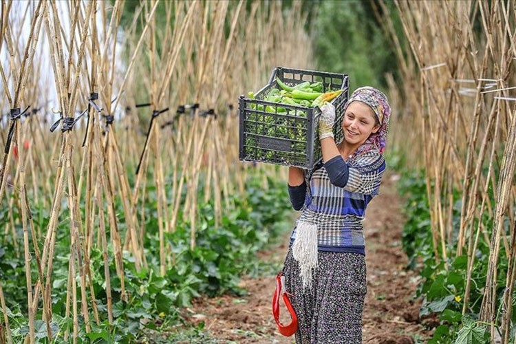 Tarımda üretici fiyatları yüzde 12 arttı