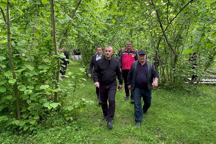 Ordu Valisi Sonel fındık bahçelerinde incelemede bulundu