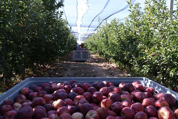 Niğde'de üretilen elmaların yüzde 30'u ihraç ediliyor