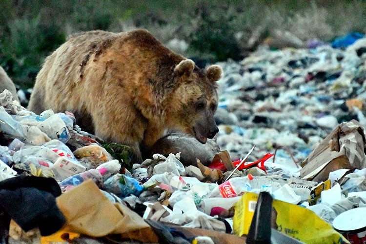 Şehir çöplüğü boz ayılar için tehdit oluşturuyor
