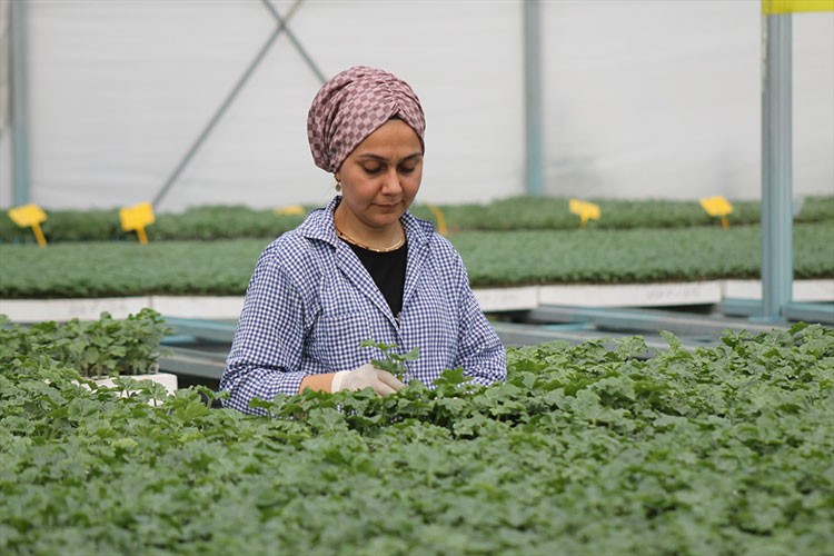 Ürettikleri tohum ve fideleri 5 ülkeye ihraç ediyorlar