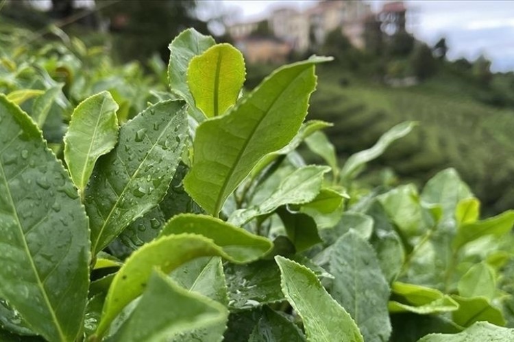 ÇAYKUR'dan yaş çay alımı ve kontenjan uygulaması açıklaması