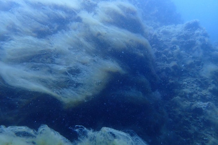 Mersin'de dalgıçlar su altındaki müsilajı görüntüledi