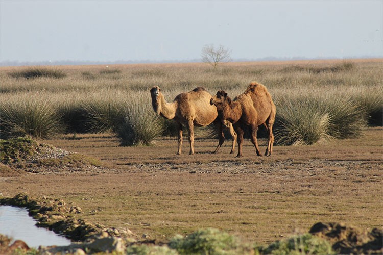 Kızılırmak Deltası'nda develer görüntülendi