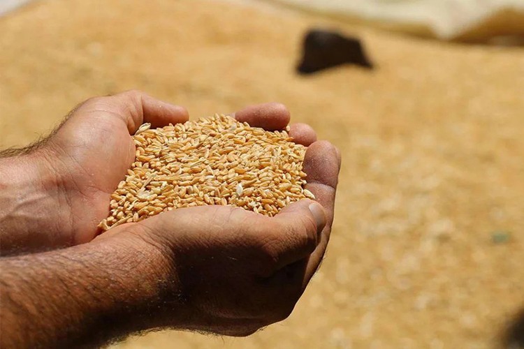 Lisanslı depolarda randevuyla hububat alımı başlıyor