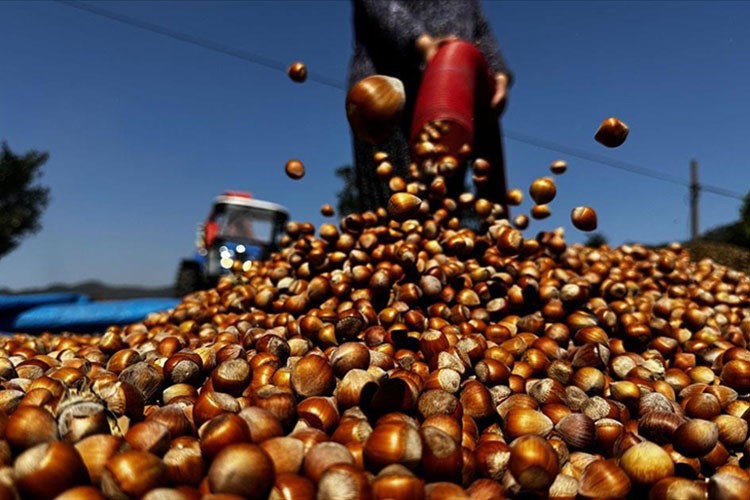 Trabzon'un 9 aylık fındık ihracatı 473 milyon doları aştı