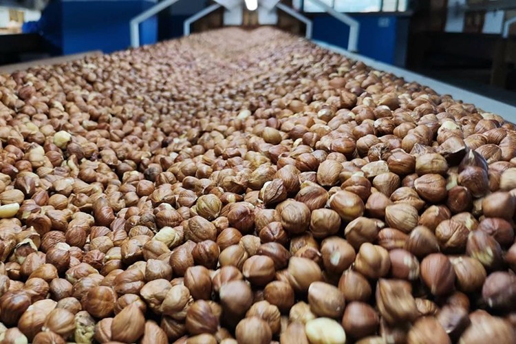 Fındık ihracatından 1,4 milyar doları aşkın gelir