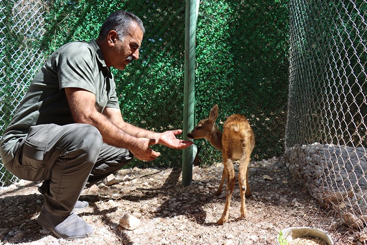 Kilis'te bulunan karaca yavrusuna Şanlıurfa'da özenle bakılıyor