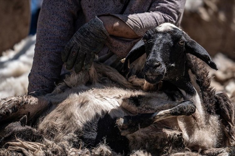Hayvancılıkta 2024-2026 dönemi destekleme tutarları belli oldu