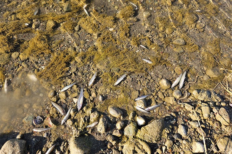 Kızılırmak'taki balık ölümlerine ilişkin inceleme başlatıldı