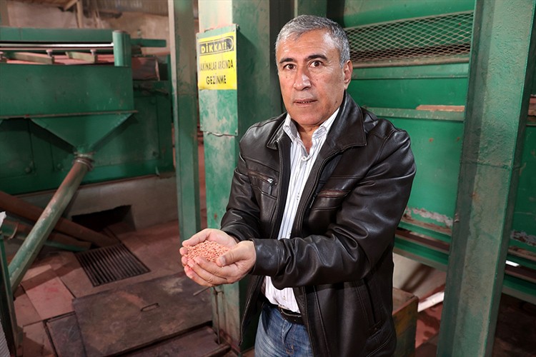 "Tritikale" eken tarım işletmesi rekor verim elde etti