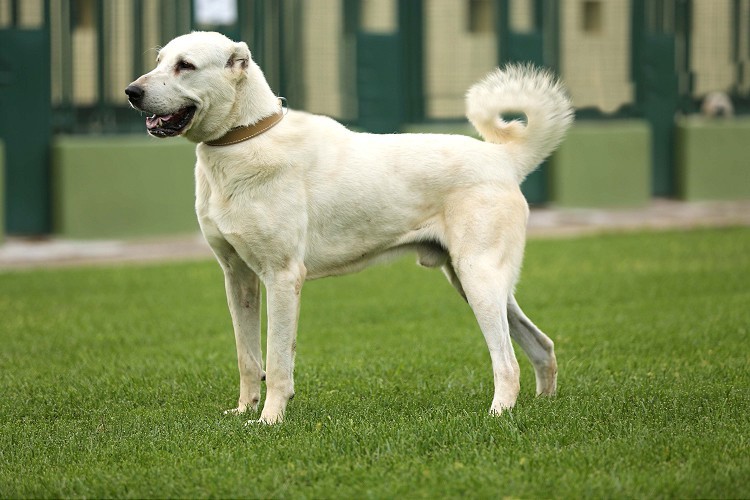 Akbaş ve kangal yavruları için 6 ay sıra bekleniyor