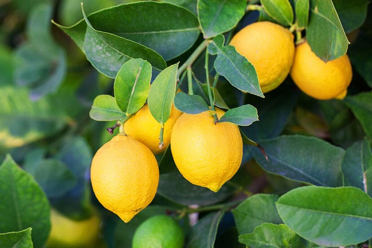 Çukurovalı limon üreticileri fiyat desteği istiyor