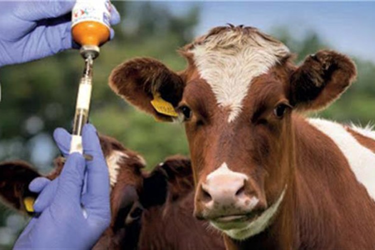 15 milyon doz aşısı sahaya sevk edilecek