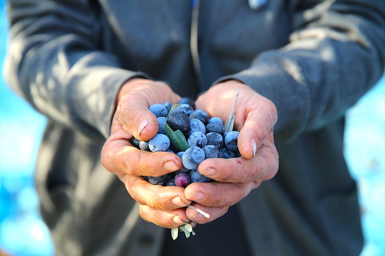Hatay'da 201 bin ton zeytin rekoltesi bekleniyor