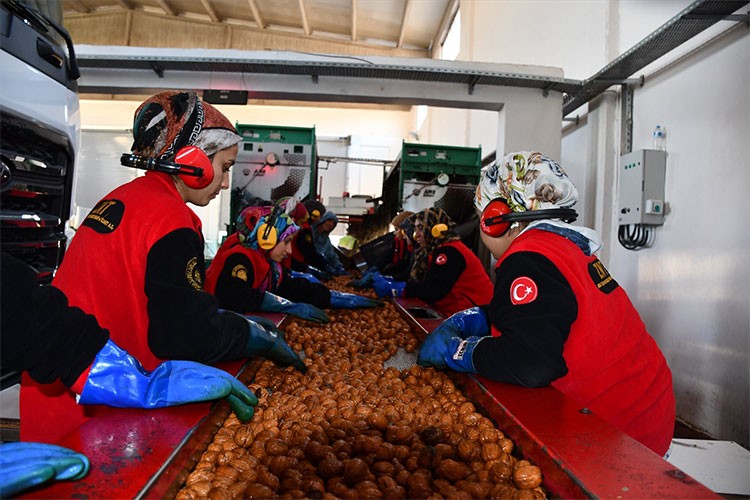 Ceviz bahçesinde 900 ton ceviz hasat edildi