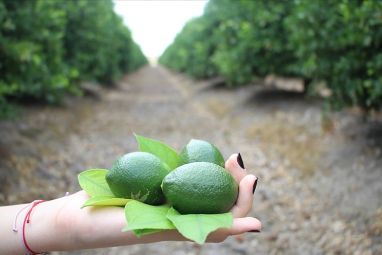 Turfanda limon hasadıyla fiyatların dengelenmesi öngörülüyor