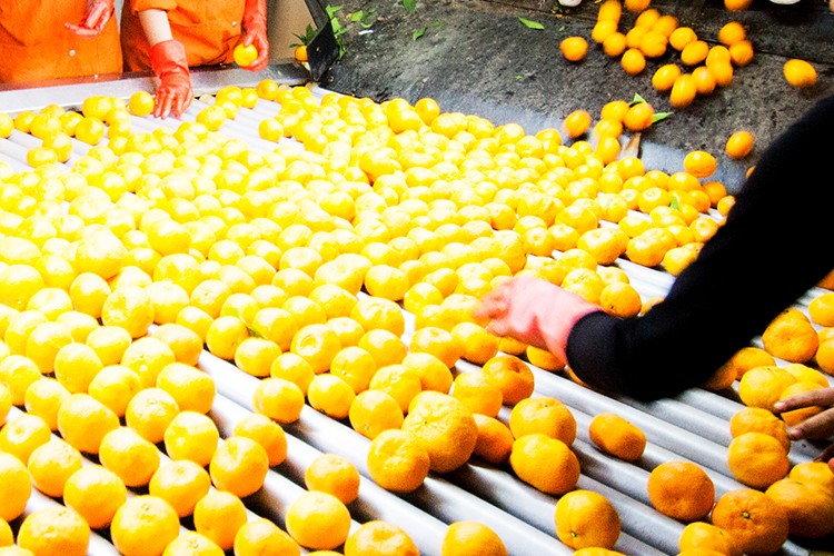 Türkiye, narenciye ürünleriyle dünyaya şifa dağıtıyor