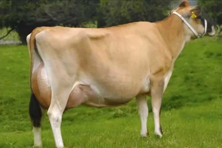 Jersey ineği çalıştayı