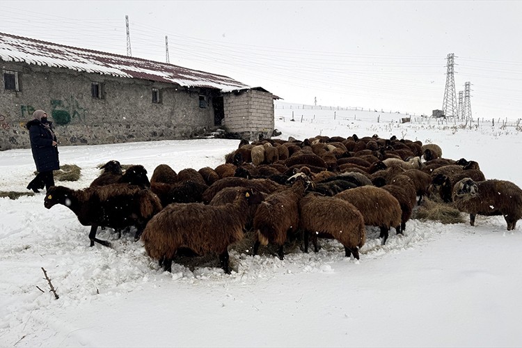 Ardahan'da koyun sayısı 3 yılda yüzde 50'den fazla arttı