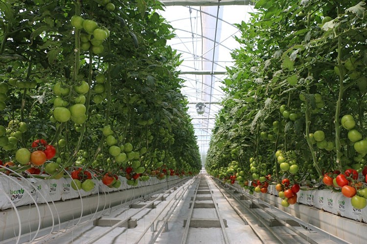 Erzurum'da jeotermal seracılığa KUDAKA'dan 3 milyon lira destek