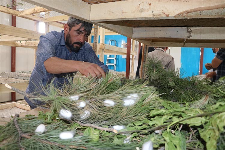 Koza çiftçilere ek gelir sağlıyor
