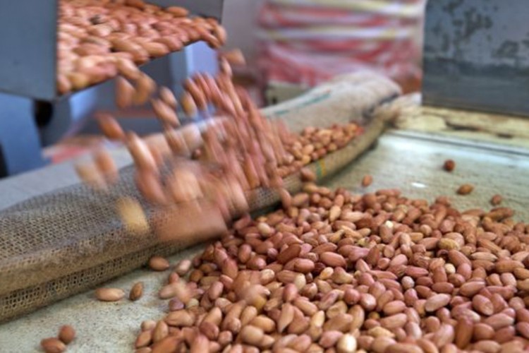 Osmaniye yer fıstığı AB tescili için gün sayıyor