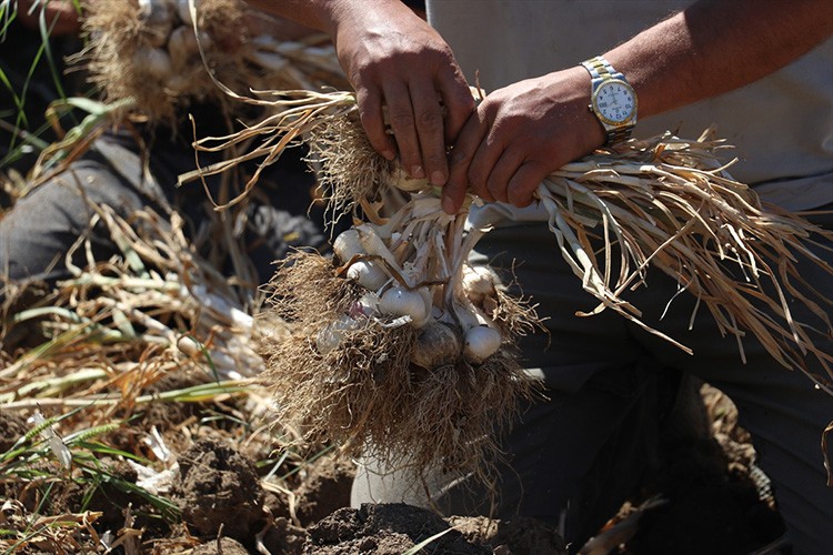 Taşköprü sarımsağında hasat süreci tamamlandı