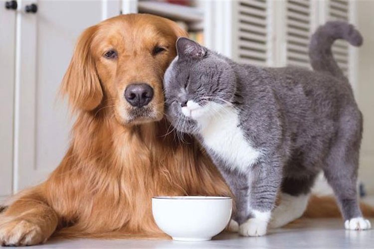 Evcil hayvanlarla ilgili yeni düzenleme