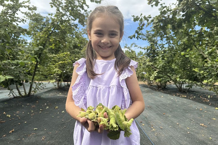 Çarşamba Ovası'nda fındık hasadına başlandı