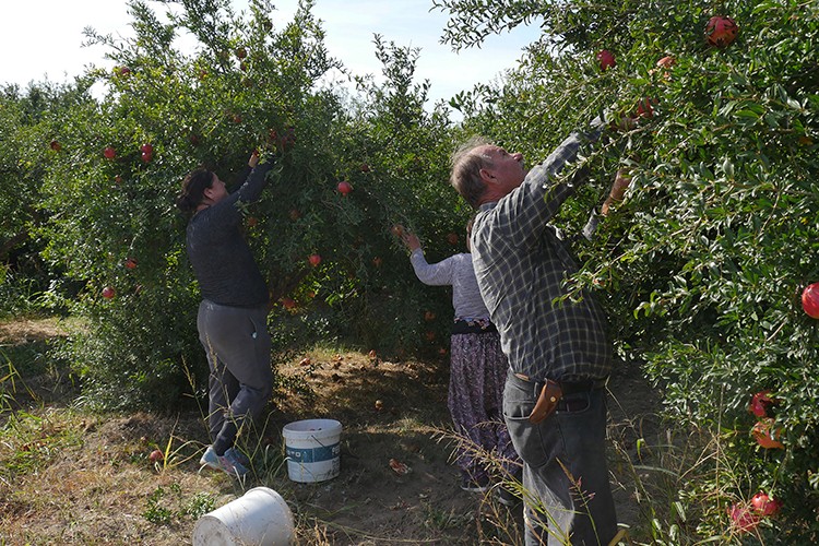 Nar ağaçları ilçe ekonomisine katkı sağlıyor