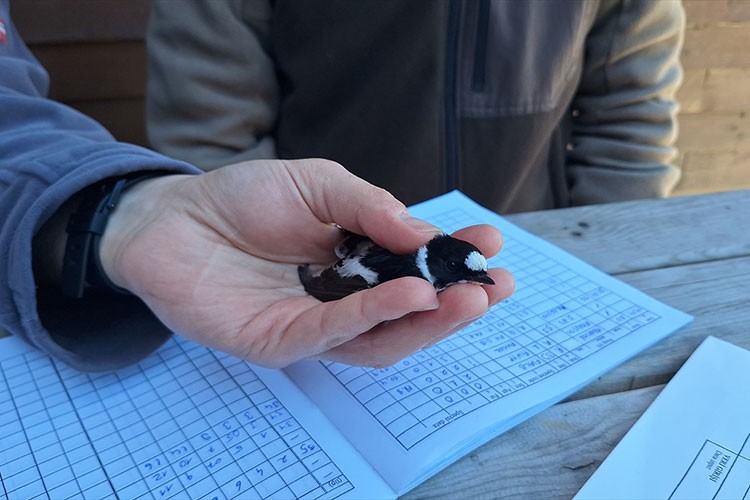 Kızılırmak Kuş Cenneti'nde kuş halkalama çalışması devam ediyor