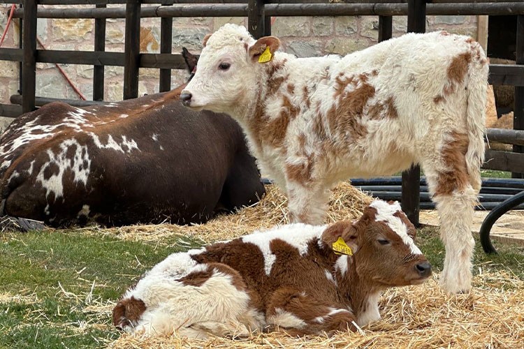 ÜSKÜDAR'DA ÇOCUKLAR ŞEHRİN GÖBEĞİNDE GERÇEK BİR KÖY HAYATI YAŞAYACAK!