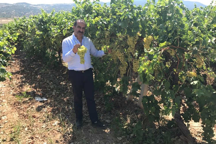 Çekirdeksiz Sultani üzümü ihracat yolcusu