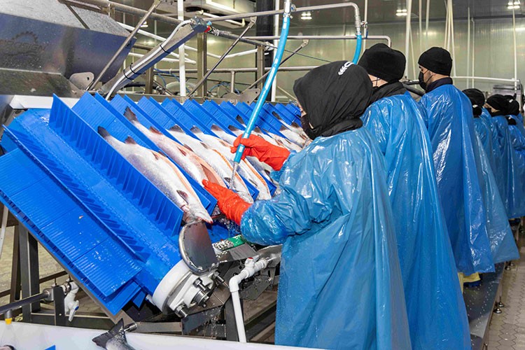 Metro Premium Türk Somonu Tezgaha Çıktı